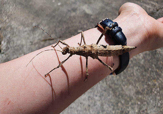 giant thorny bug