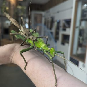 Stick Insects - Jungle Nymph Heteropteryx dilatata