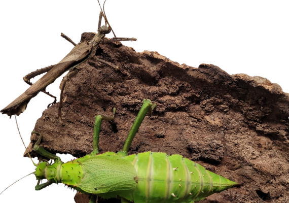 Stick Insects - Jungle Nymph Heteropteryx dilatata - Image 5