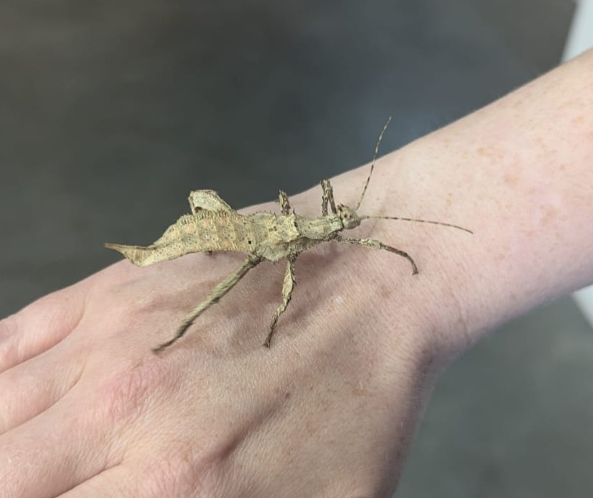 Stick Insects - Jungle Nymph Heteropteryx dilatata - Image 3