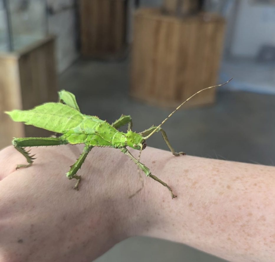 Stick Insects - Jungle Nymph Heteropteryx dilatata - Image 4