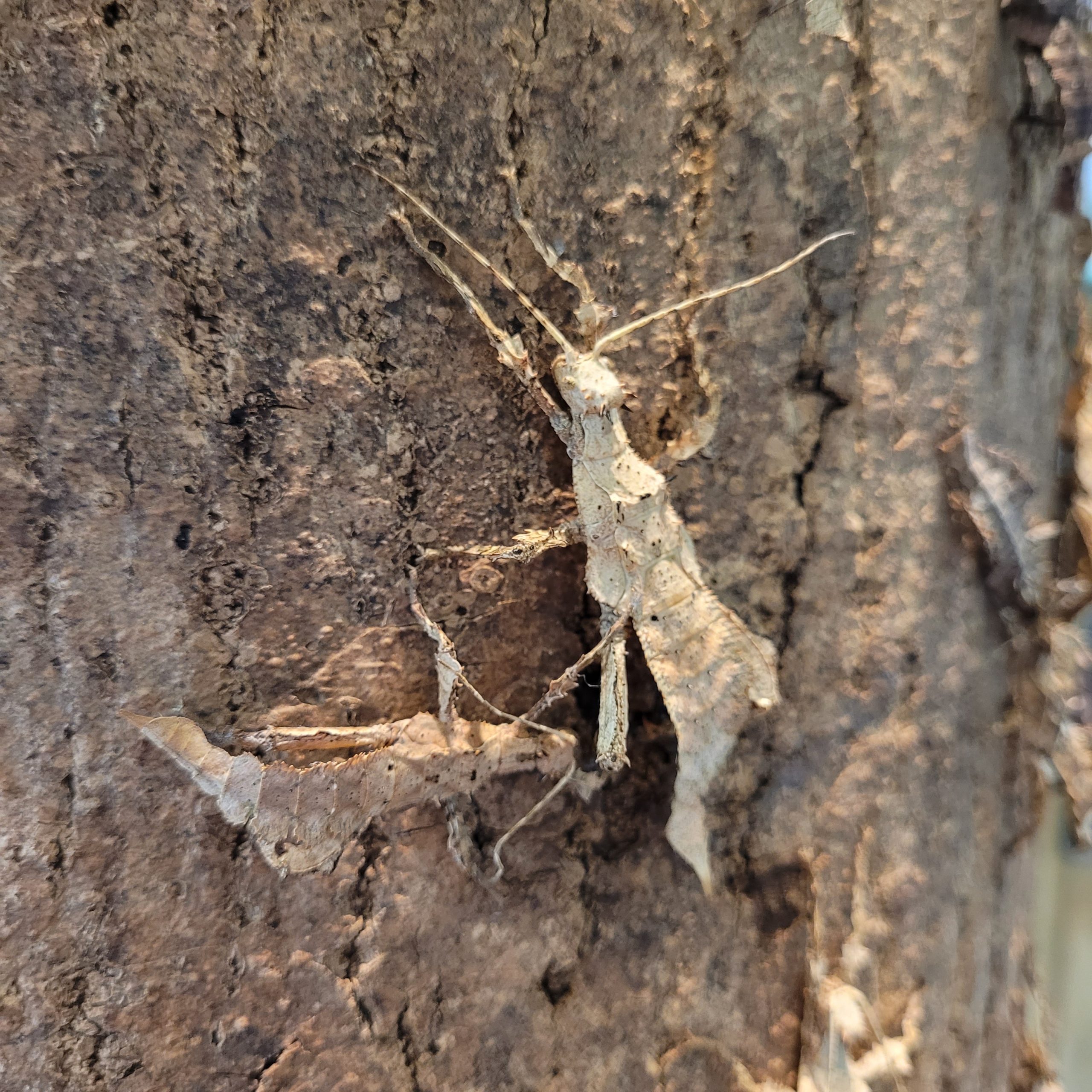 Stick Insects - Jungle Nymph Heteropteryx dilatata - Image 2