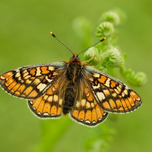 Beautiful Butterflies Nature Crafting