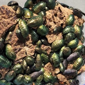 Cockroach - Emerald Cockroach Pseudoglomeris magnifica