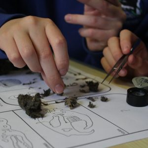 Owl Pellet Dissection