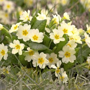 The Science of Spring