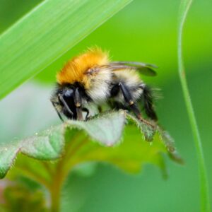Bumblebee Identification Training